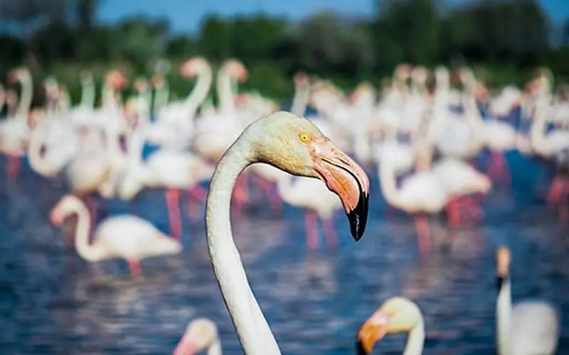 La Camargue à vélo.