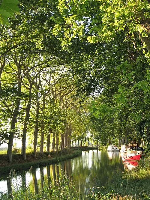 Le Canal du Midi bordé de platanes.